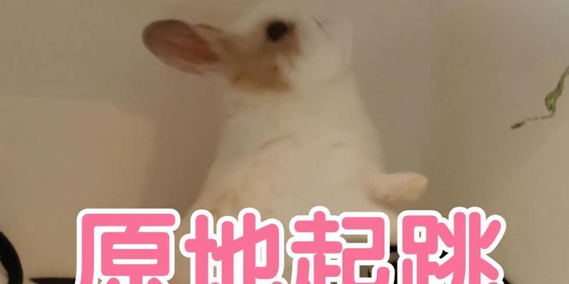 探索兔子起跳快的原因（解析兔子起跳速度优势的原因及影响因素）