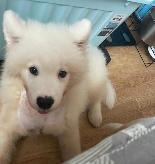 萨摩犬的换毛季节及护理技巧（探秘萨摩犬的换毛周期，为你的宠物提供最佳的护理建议）
