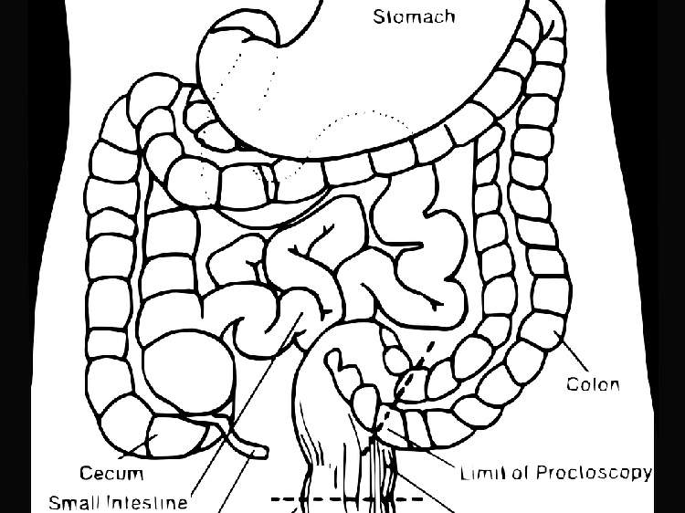 大便冲不干净?脾胃虚弱的信号与科学调理方法 大便冲不干净?脾胃虚弱的信号与科学调理方法