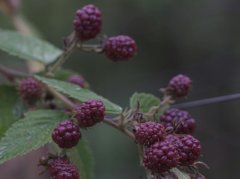蛇莓果的药用功效与科学使用指南：辨证调理需避开这些坑