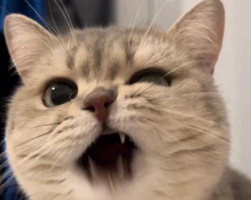 没有牙齿的小猫如何获得营养？（一只没牙的小猫需要特殊饮食照顾）