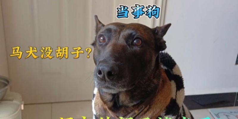 狗的胡须四根的奥秘（揭开狗的胡须四根背后的深意）