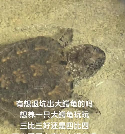 养大鳄龟的注意事项（打造一个安全舒适的鳄龟家园）