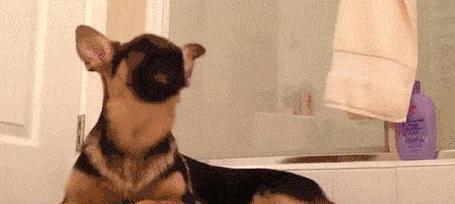 狗的寿命与其重要意义（揭秘狗的寿命）