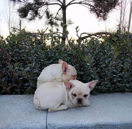 法斗犬的奶油色之美（探索奶油色法斗犬的独特魅力）