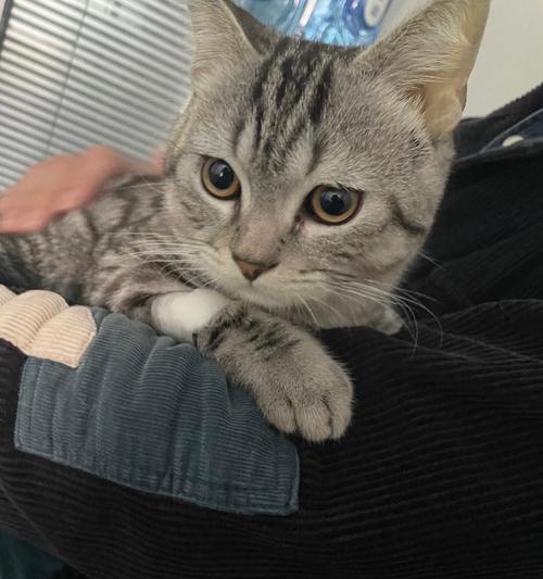 揭秘猫的肝在身体的哪个位置？（探索猫体内肝脏的隐秘之处）