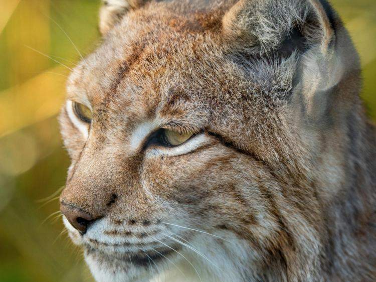 失眠舌厚别慌！调脾胃就能改善的科学方案