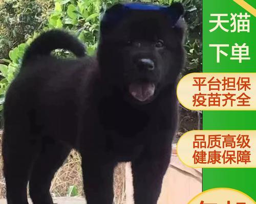 选择适合司犬的狗种打猎，助您事半功倍（如何挑选合适的狗种？一起来了解吧！）