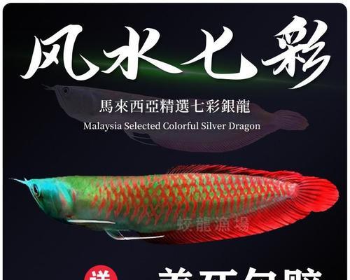 龙鱼的水质要求及如何维护（了解龙鱼的理想水质条件，保证它们健康成长）