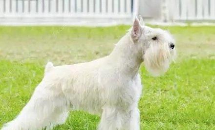 罗威纳犬裁耳的原因及争议（了解为何罗威纳犬需要裁耳并探讨相关争议）