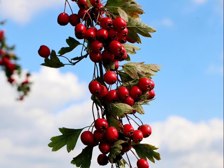 山楂茯苓膏能调理脾虚湿盛？看这3个核心作用