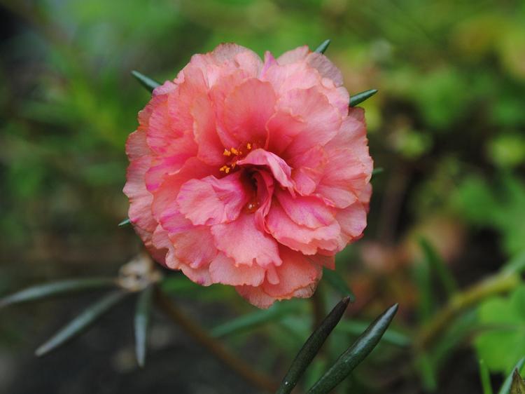 马齿苋怎么吃才安全?功效、禁忌与避坑指南 马齿苋怎么吃才安全?功效、禁忌与避坑指南