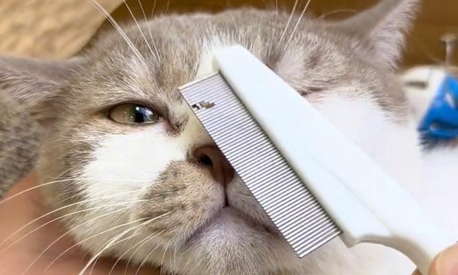 猫咪梳毛的好处（保持猫咪的健康与美丽）