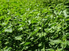 肾虚会引发荨麻疹？3个间接关联理清，避免盲目调理