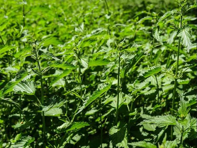 肾虚会引发荨麻疹？3个间接关联理清，避免盲目调理