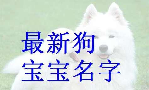 为你的狗取个好名字（探寻狗名字的选择原则及灵感来源）