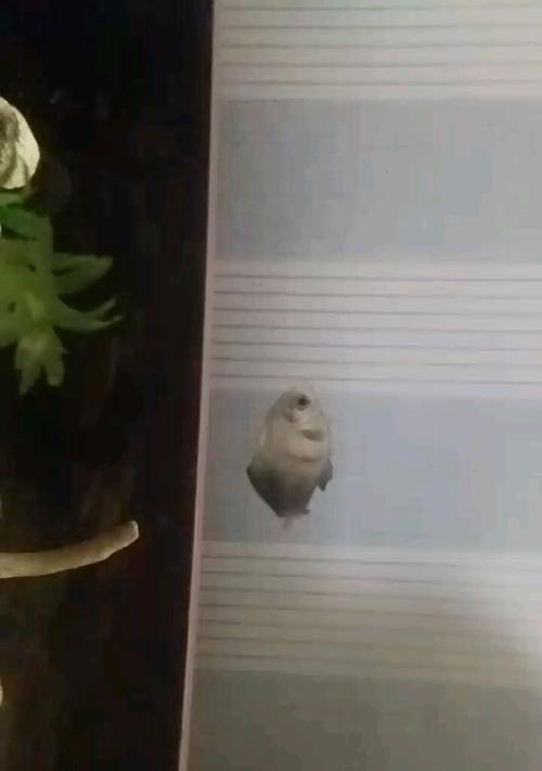 文章详情图片
