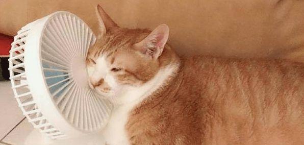 文章详情图片