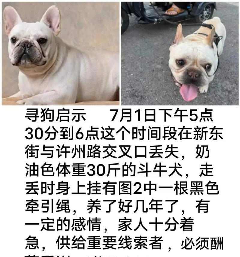 走失的狗狗怎么办？找回它的电话有哪些？（失去爱宠，我该拨打哪个电话？一起来了解吧！）