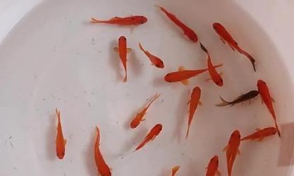 文章详情图片