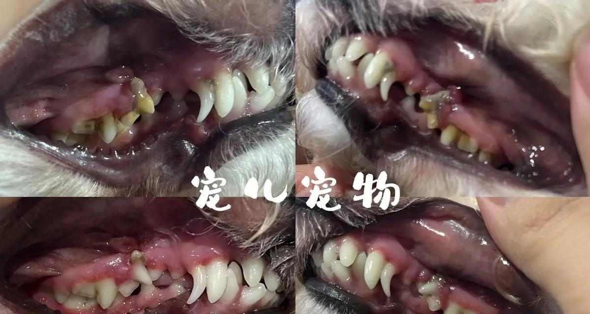 探讨狗狗的牙齿生长周期（狗狗牙齿的发育过程及关键时期）
