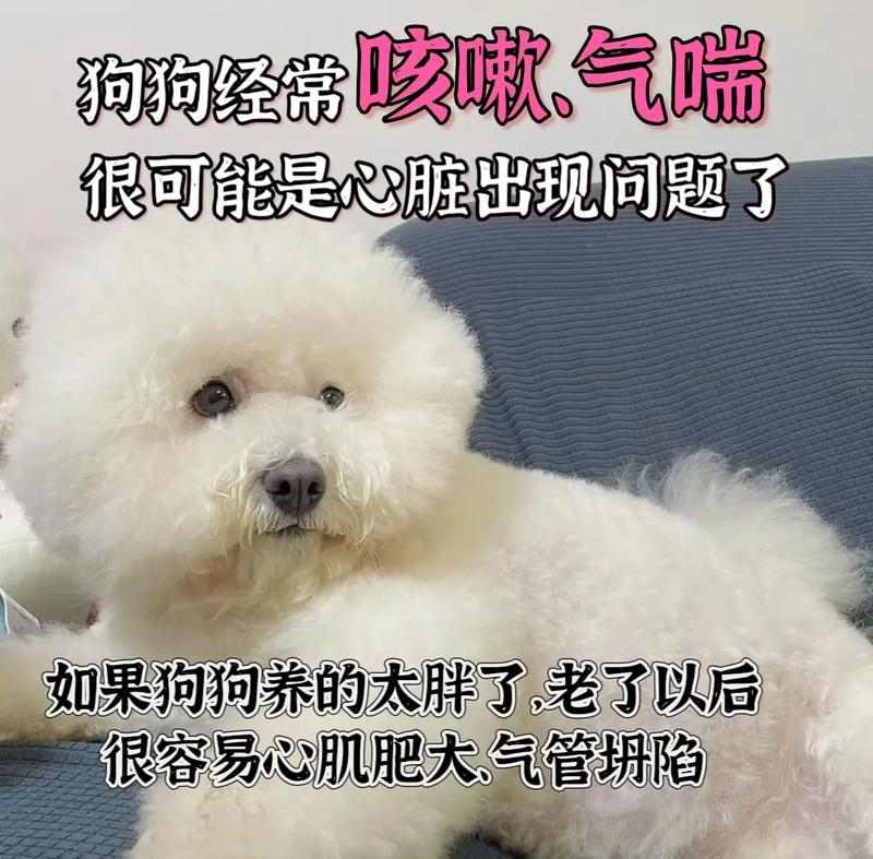 老年比熊的健康需求与照顾（给老年比熊更好的生活——关注健康、饮食与运动）