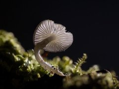 灵芝田七汤怎么喝才科学？功效解读+适用人群+误区避坑