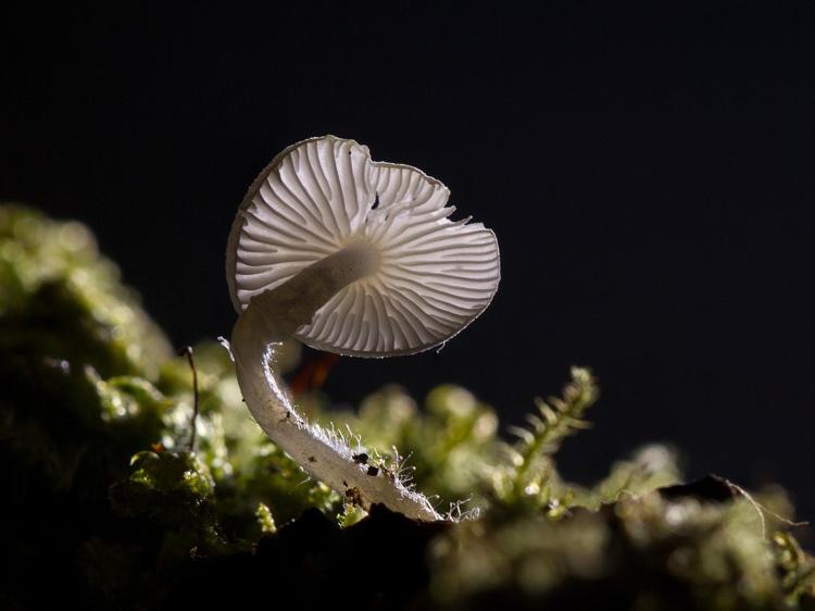 灵芝田七汤怎么喝才科学？功效解读+适用人群+误区避坑