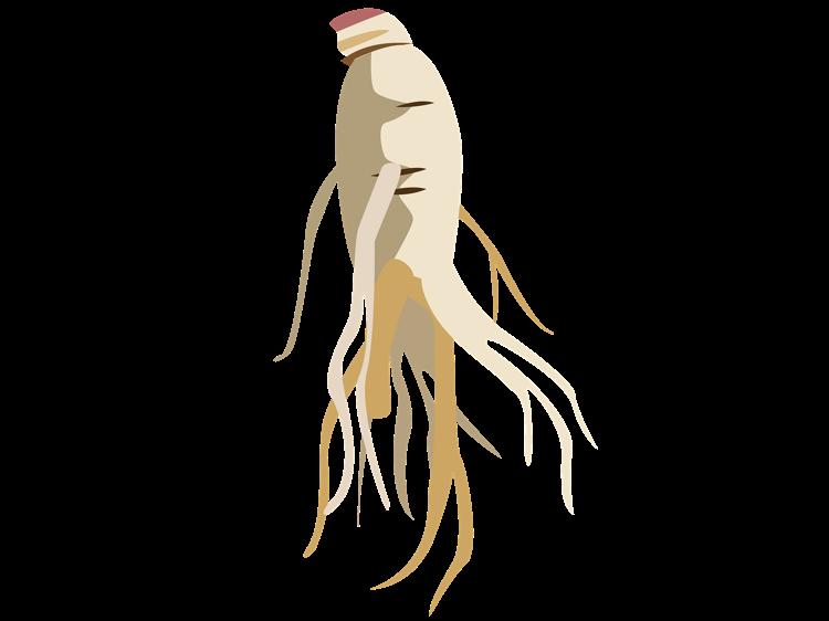 生晒参和人参的3个核心区别？教你选对适合的补益药材