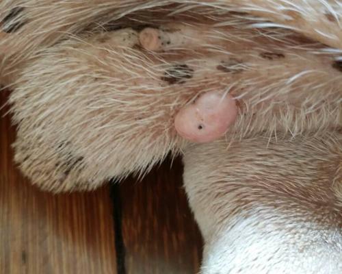 狗狗睾丸流脓的原因及治疗方法（探究狗狗睾丸流脓的症状、危害和应对措施）