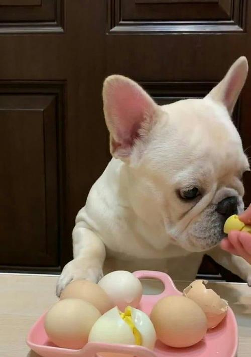 以巴哥饿了会有什么表现？（探索以巴哥饥饿时的行为和身体变化）