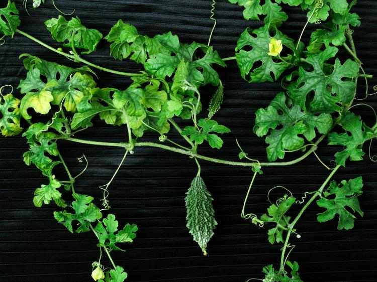 肝肾火旺别慌！5种常见食物帮你温和调理