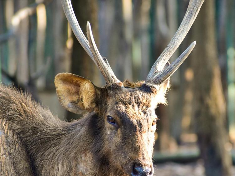 鹿茸调肾亏：分清体质再用，避免伤身还见效