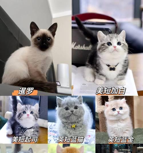 英短蓝猫的饮食需求（了解英短蓝猫的饮食需求，让他们健康快乐的生活）