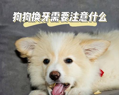 换牙期的法斗照顾指南（宠物法斗换牙阶段的关键注意事项）