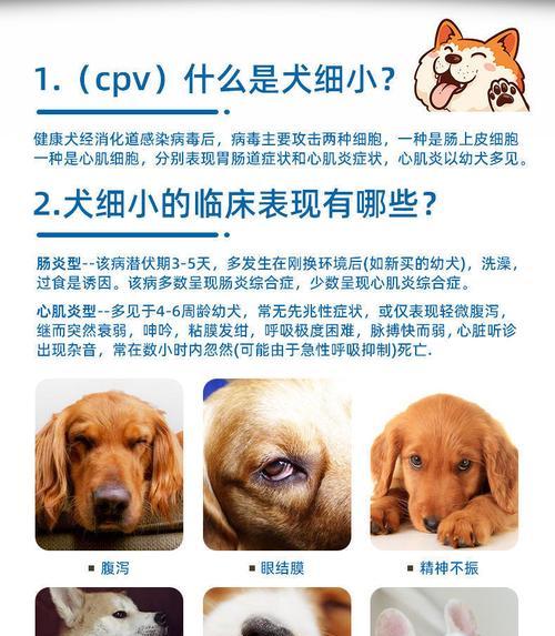 狗狗细小药物的选择与用法（保护宠物健康，掌握细小病毒防治关键）