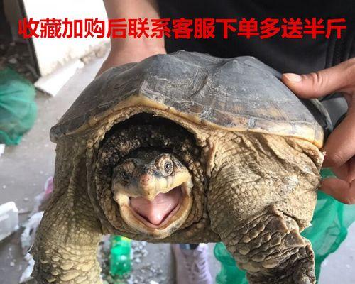 文章详情图片