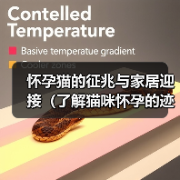 怀孕猫的征兆与家居迎接(了解猫咪怀孕的迹象,为它们的到来做好准备)(图1) 怀孕猫的征兆与家居迎接(了解猫咪怀孕的迹象,为它们的到来做好准备)(图1)