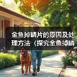 金鱼掉鳞片的原因及处理方法(探究金鱼掉鳞片的成因与解决方案)(图3) 金鱼掉鳞片的原因及处理方法(探究金鱼掉鳞片的成因与解决方案)(图3)