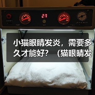 小猫眼睛发炎,需要多久才能好?(猫眼睛发炎的原因、症状和治疗方法及预防)(图4) 小猫眼睛发炎,需要多久才能好?(猫眼睛发炎的原因、症状和治疗方法及预防)(图4)