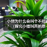 小猫为什么会叫个不停?(探究小猫叫声的原因与解决方法)(图2) 小猫为什么会叫个不停?(探究小猫叫声的原因与解决方法)(图2)