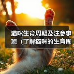 猫咪生育周期及注意事项（了解猫咪的生育周期，做好猫咪生育的准备与护理）（图1）
