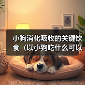 小狗消化吸收的关键饮食(以小狗吃什么可以帮助消化吸收)(图4) 小狗消化吸收的关键饮食(以小狗吃什么可以帮助消化吸收)(图4)