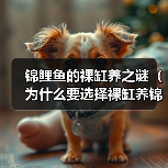锦鲤鱼的裸缸养之谜（为什么要选择裸缸养锦鲤？（）