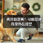 舌苔白厚黄？可能是脾胃湿热在报警（图1）