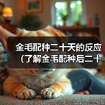 金毛配种二十天的反应（了解金毛配种后二十天的反应及其）（图2）