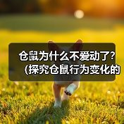 仓鼠为什么不爱动了?(探究仓鼠行为变化的原因及解决方法)(图4) 仓鼠为什么不爱动了?(探究仓鼠行为变化的原因及解决方法)(图4)