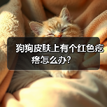 狗狗皮肤上有个红色疙瘩怎么办？（图1）