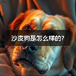 沙皮狗是怎么样的？（图4）