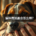 猫咪有跳蚤会怎么样？（图4）